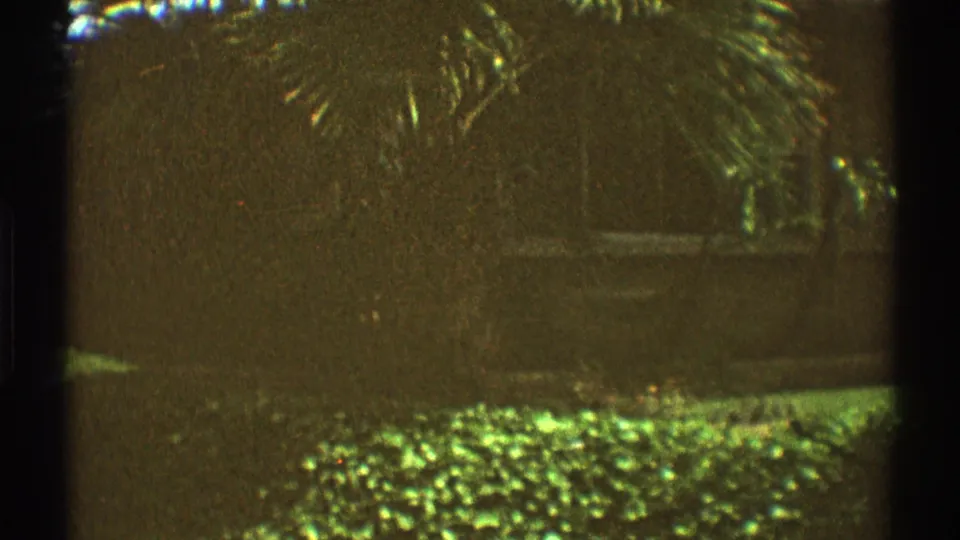 1969 Los Angeles 8mm frame showing palm fronds, thick shrubbery, lawn, and a brick wall in soft green-yellow light.
