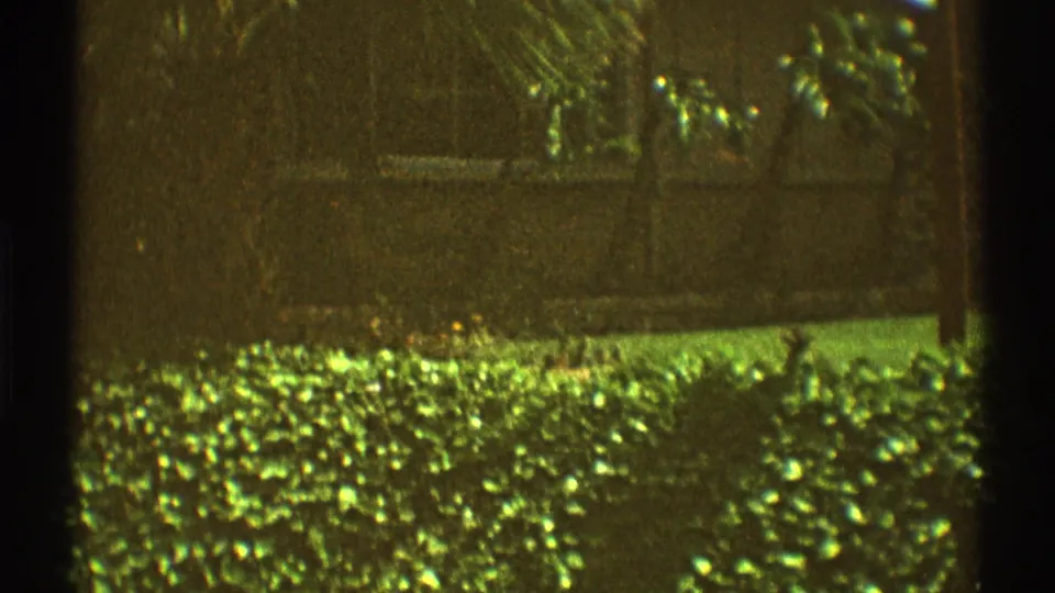 1969 Los Angeles yard view with palms, a thick hedge, lawn, and a wall seen through grainy 8mm footage.