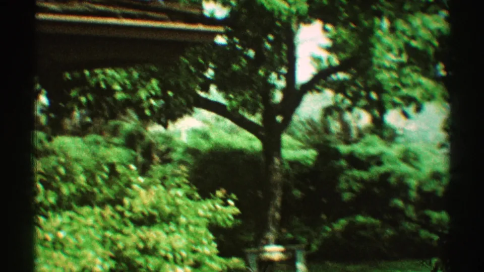 1969 Los Angeles home-movie view of a landscaped garden with a tree, shrubs, and soft hillside vegetation.