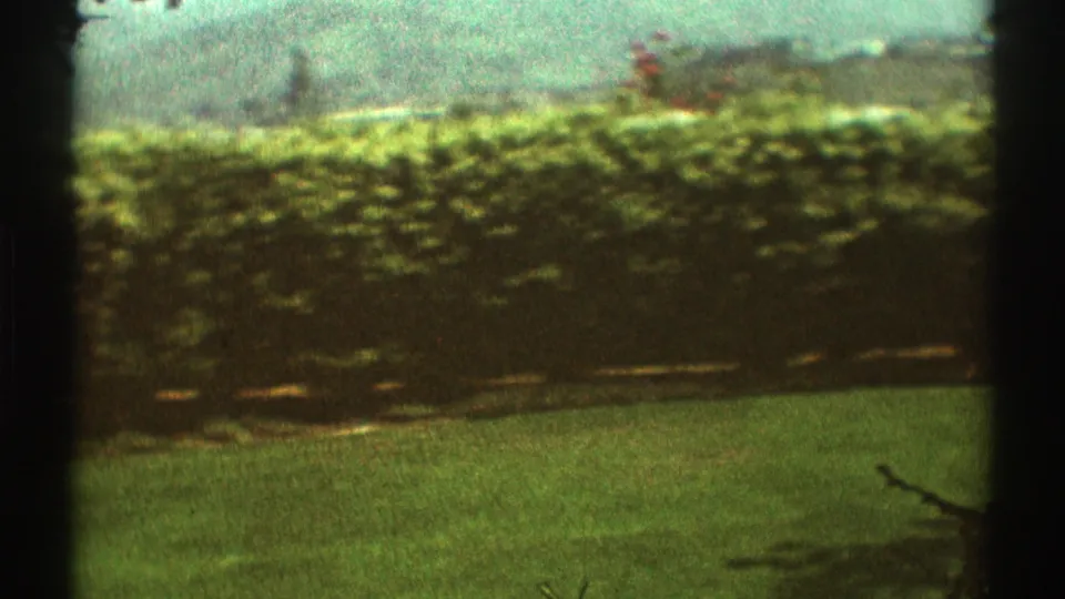 1969 Los Angeles backyard lawn bordered by hedges, with fencing and a distant hillside residential view.