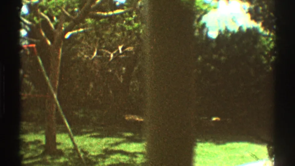 1969 Los Angeles backyard detail showing tree trunks, hedge line, sunlit lawn, and part of a swing set.
