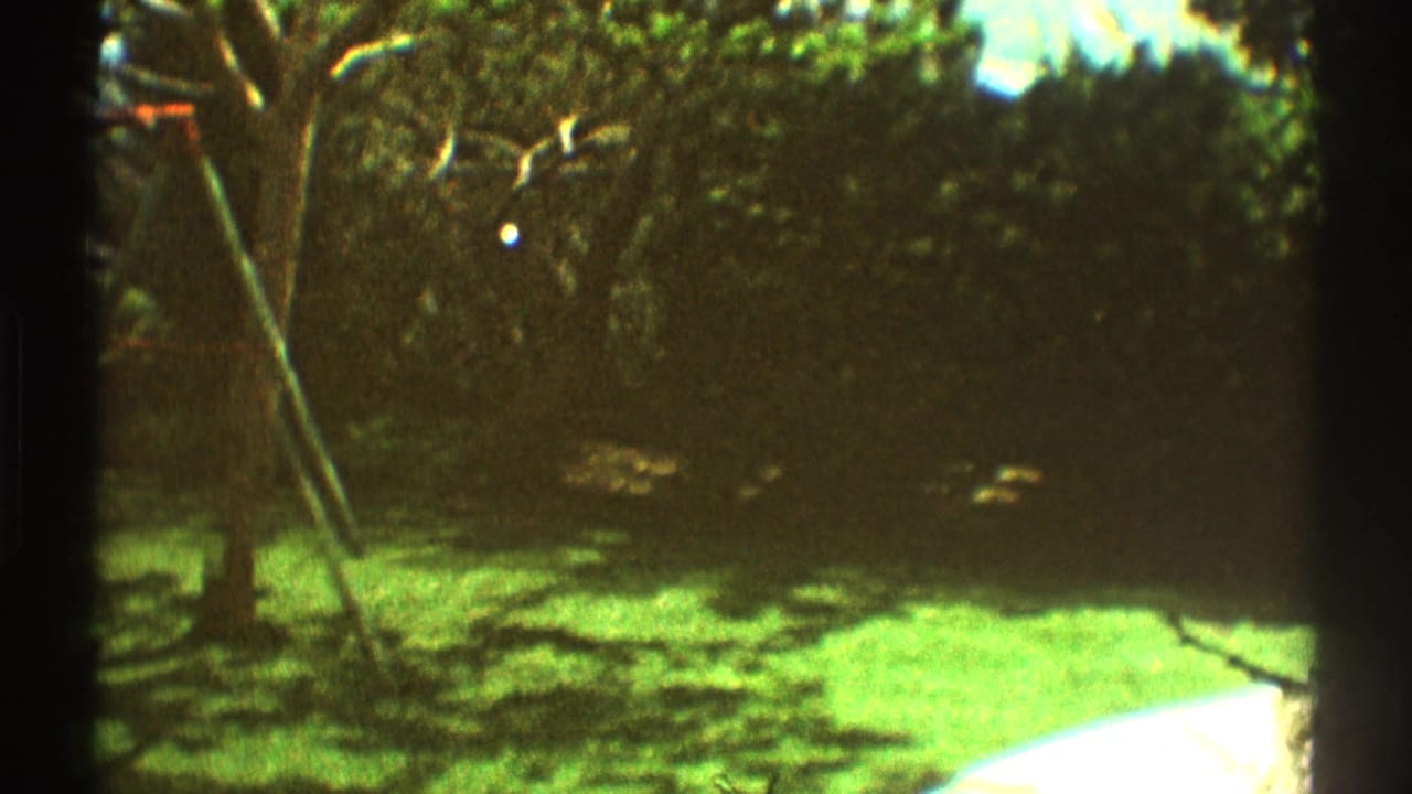 Sunlit backyard lawn with tree shadows and a wooden fence.