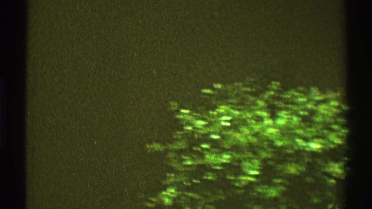 Soft 8mm view of green shrubs and dark vertical frame edges.