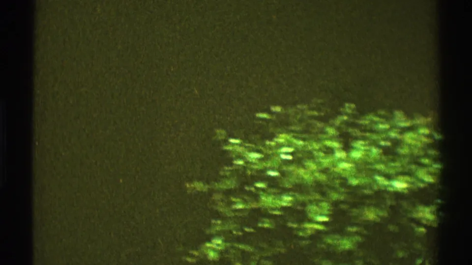 1969 Los Angeles 8mm frame showing green shrubs and foliage with dark film or window-edge borders.