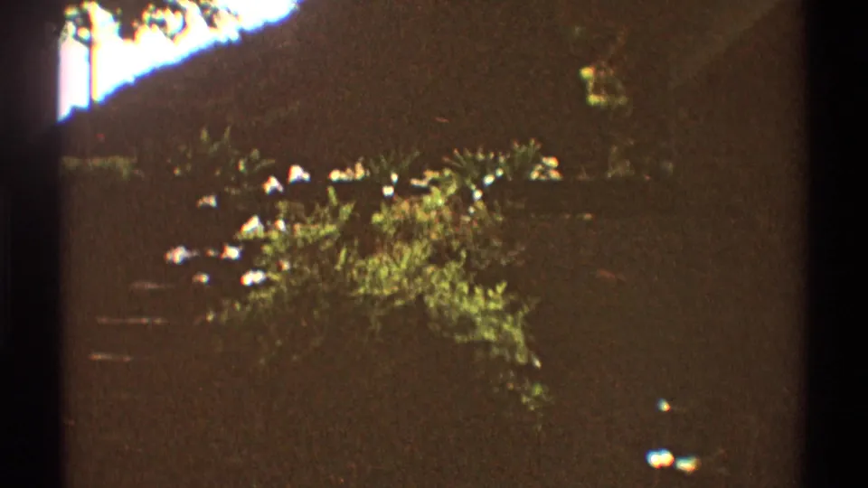 1969 Los Angeles 8mm frame with garden steps, a shaded tree trunk, white flowers, and bright sunlit plants on a sloping yard.