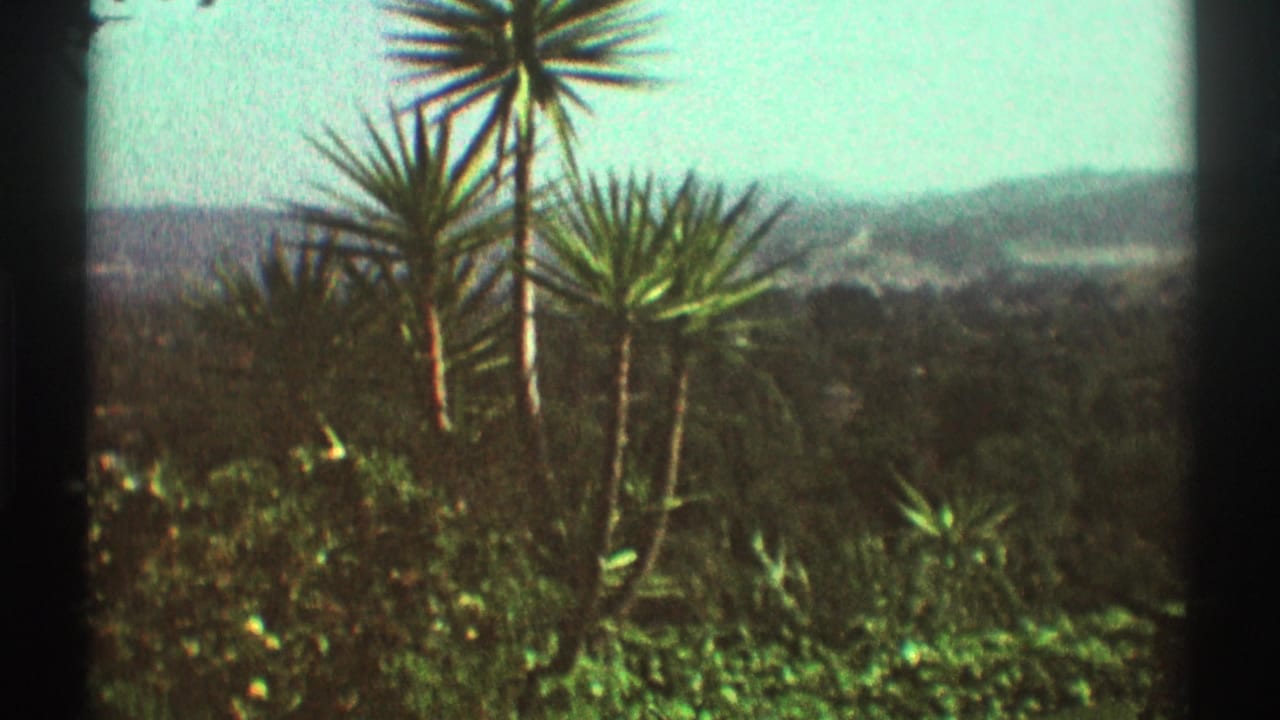 1969 Los Angeles-area home-movie frame with spiky palm-like trees, dense greenery, and distant hazy hills.