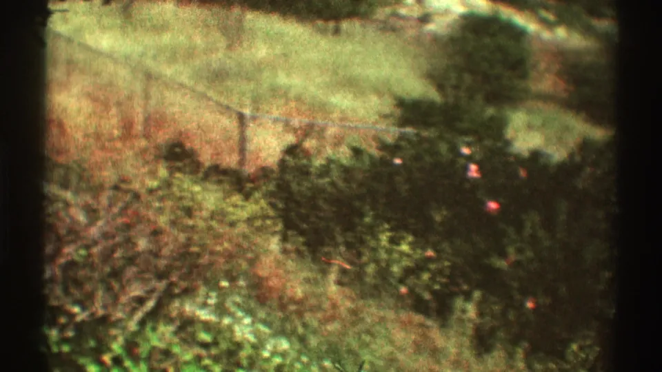 1969 Los Angeles home-movie frame showing a downward view of shrubs, bare branches, a fence line, and muted residential ground cover.