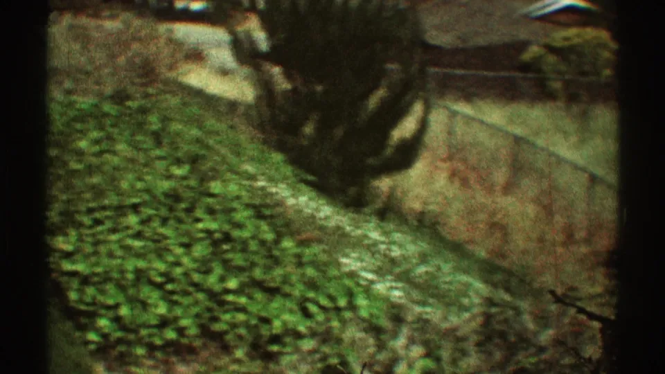 High-angle 1969 Los Angeles 8mm frame with leafy groundcover, tree limbs, and a pale paved or roof surface partly obscured by foliage.