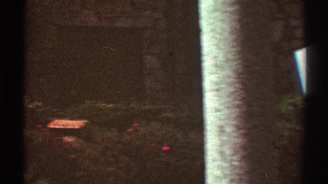 1969 Los Angeles home-movie frame showing red flowers scattered on a shaded lawn beside a palm trunk.