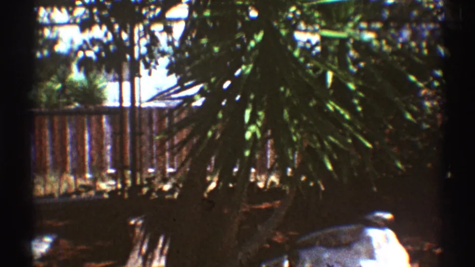 1969 Los Angeles home-movie frame with dense garden leaves, a wooden fence, and bright sun filtering through the yard.