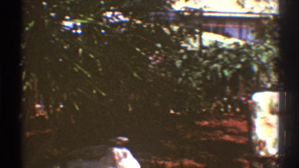 1969 Los Angeles backyard frame showing shrubs, red flowers, lawn, and a bright residential edge at the side.