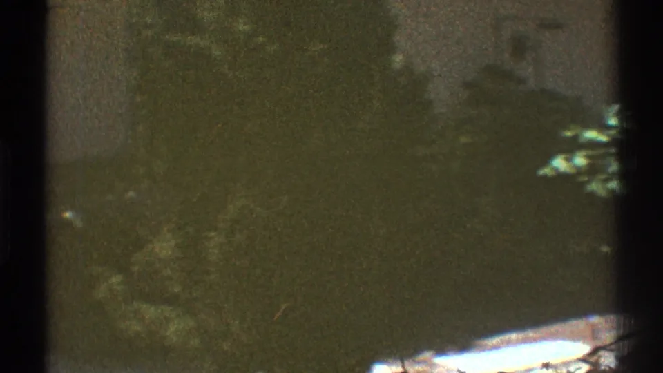 Soft 8mm view of a Los Angeles backyard area with foliage, shadowed wall space, and a bright paved edge.