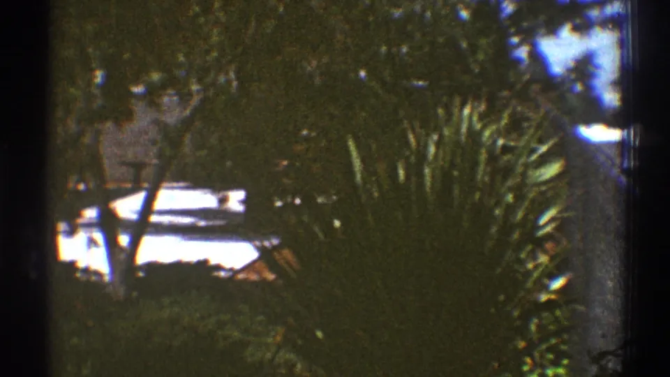 1969 Los Angeles frame with dense yard foliage, palm-like leaves, tree trunks, and bright residential surfaces beyond.