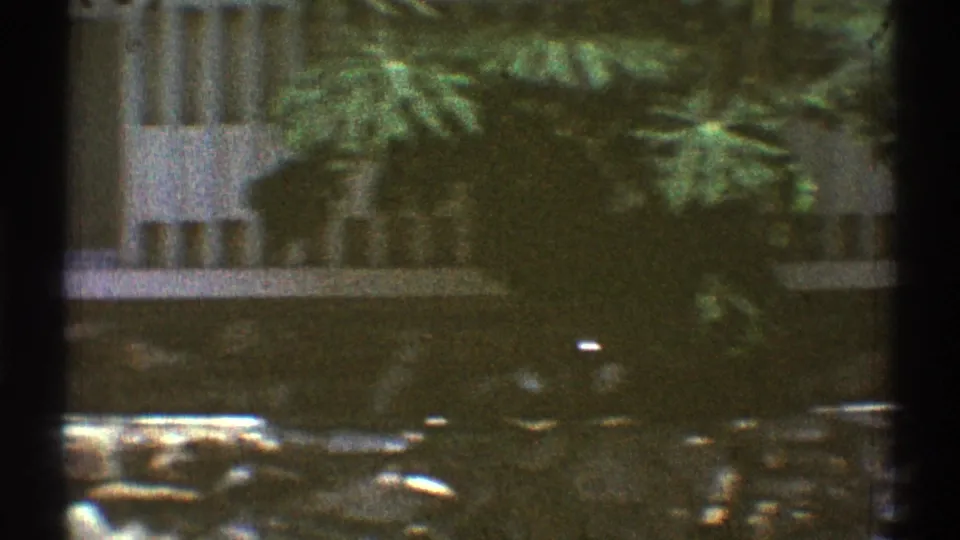 Late-1960s Los Angeles home exterior with leafy plants, part of a window, stone foundation detail, and a shaded front yard view.