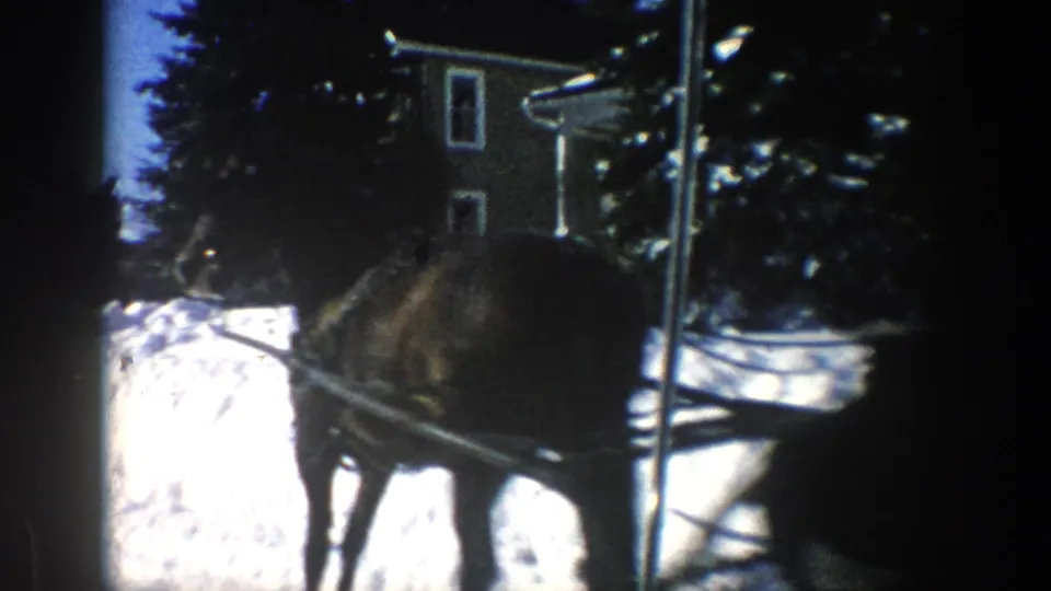 Harnessed horse pulling a sleigh through a snowy Aspen residential area, with houses and trees in the background.