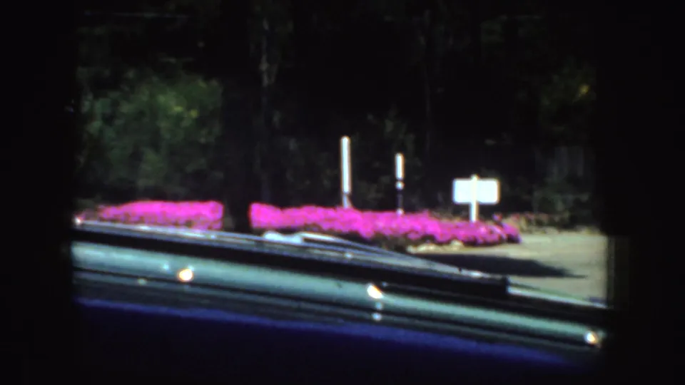 Windshield view from a moving car in California, with a dark car hood, roadside signs, trees, and vivid pink flowers.