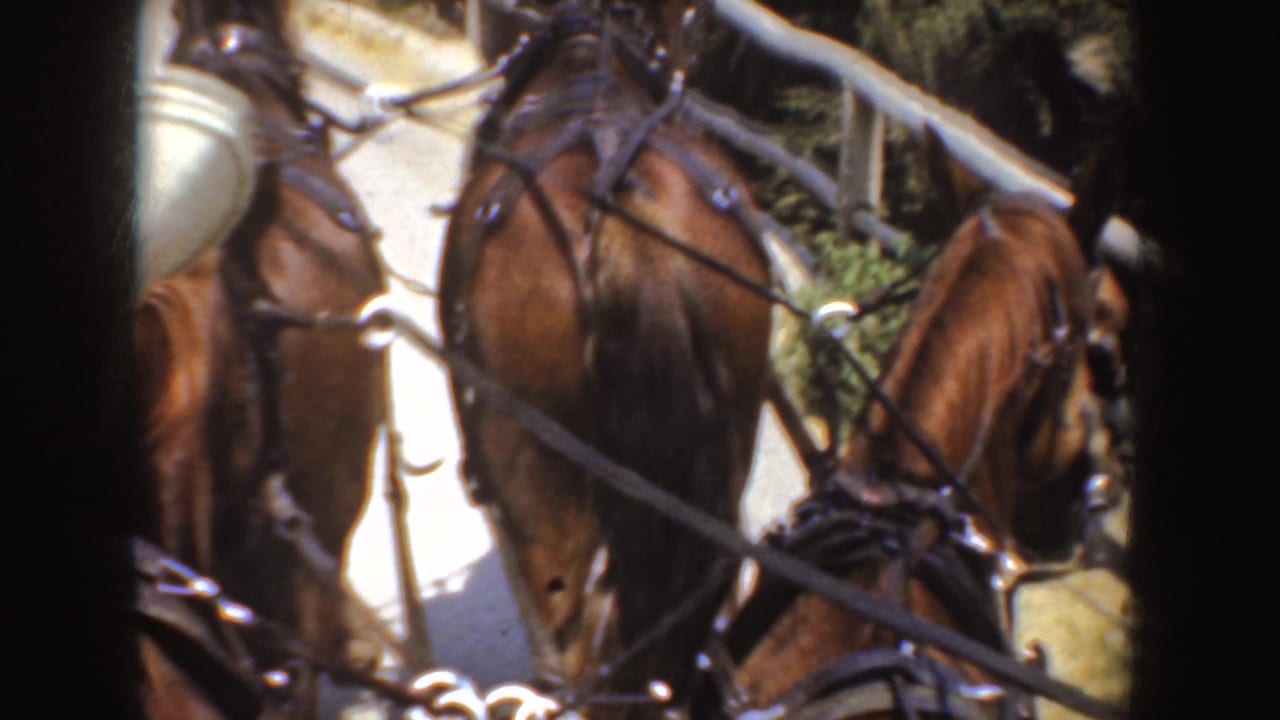 Brown harnessed horses seen from a carriage on a pale rural road.