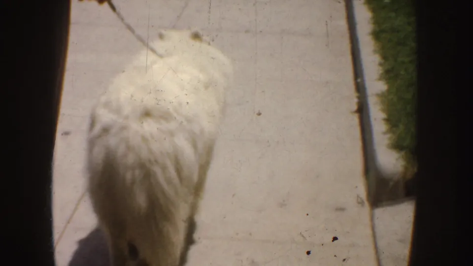 Light-colored dog seen from above on a sunny sidewalk, with grass and pavement filling most of the frame.