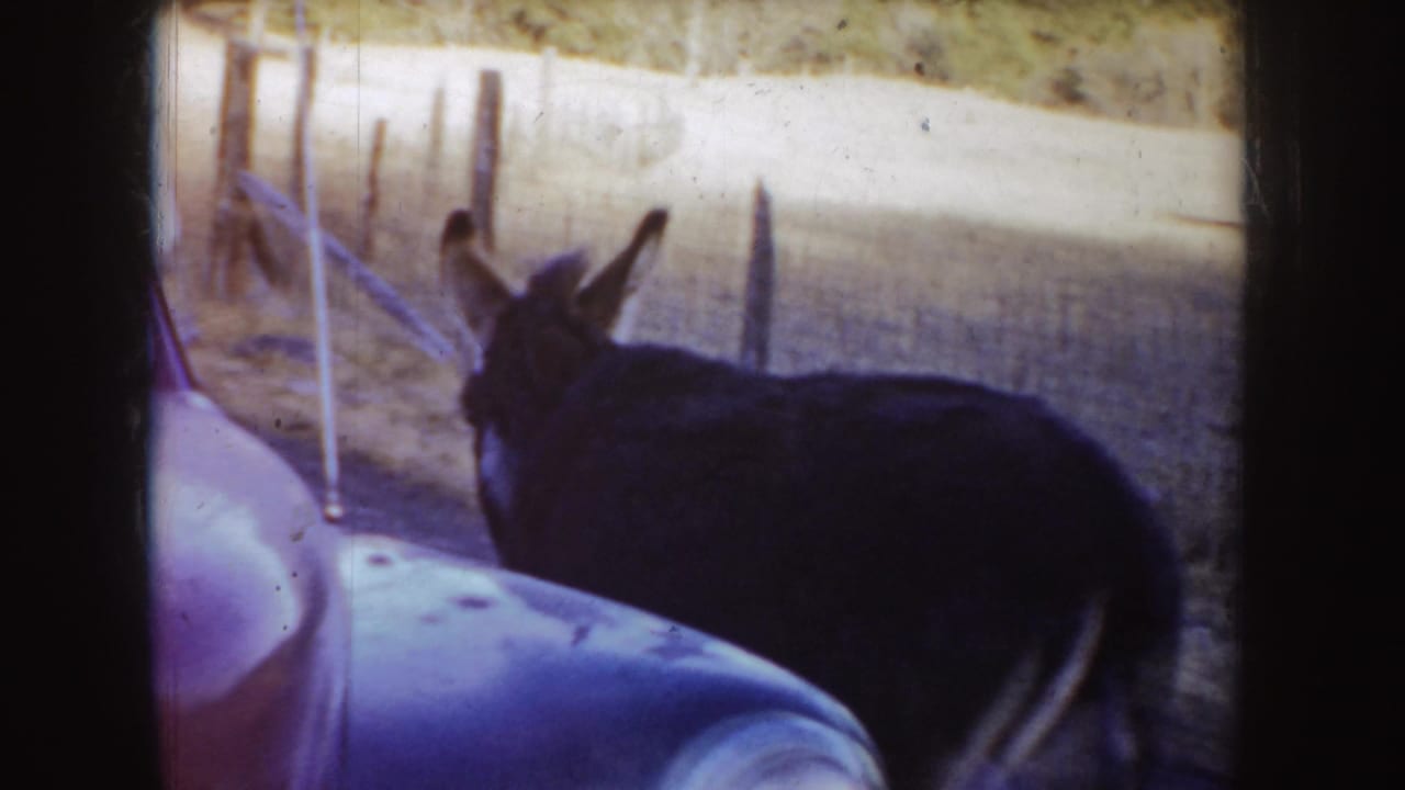 Dark donkey standing beside a purple-toned older car near a fence.