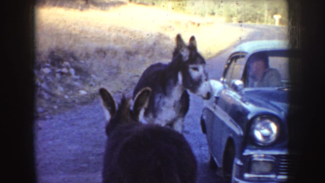 Two donkeys stand beside a classic car on a rural dirt road with a man visible inside.