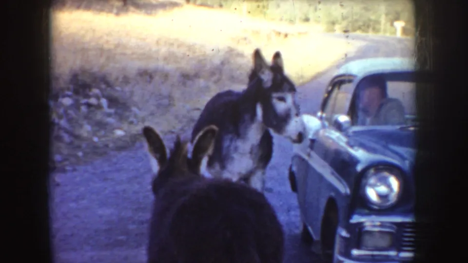 In 1955 Idaho 8mm footage, two donkeys approach the driver's side of a classic car on a dusty rural road.