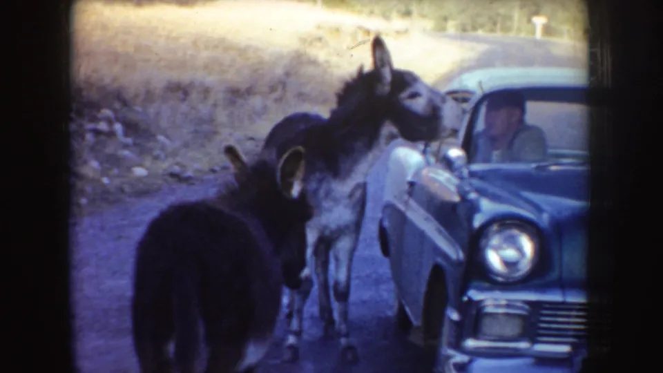 A curious donkey stands close to the driver's window as the seated man watches from inside the mid-century car.
