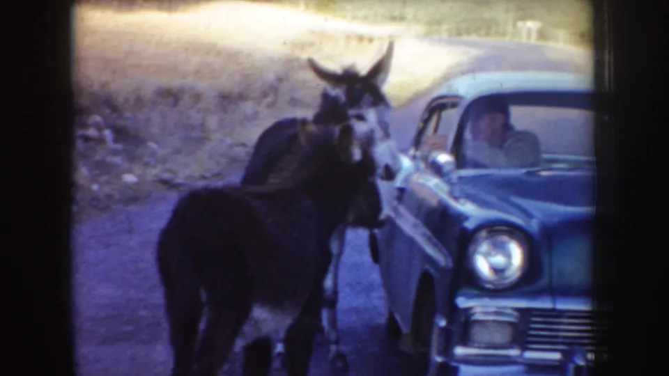Two donkeys linger next to the driver's side of the car on a rural Idaho road, with the man still seated inside.