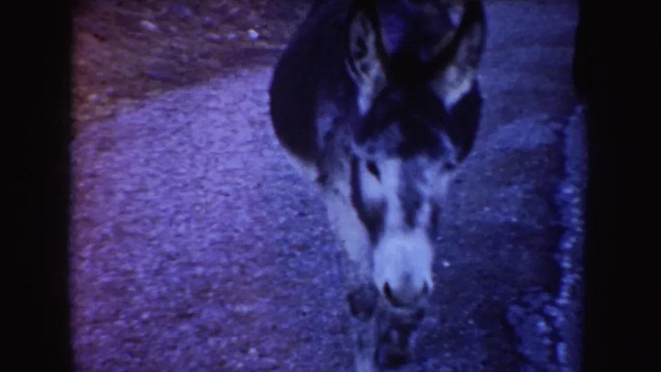 A donkey moves close to the camera in soft 8mm focus, with the rural road and edge of the car visible nearby.