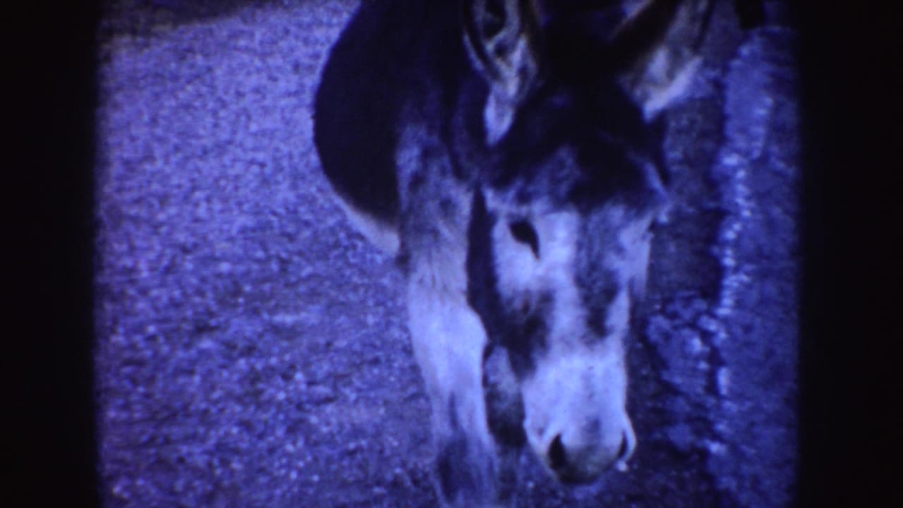 Donkey faces the camera on a gravel or roadside surface.