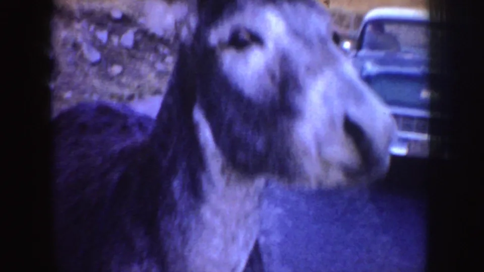 Close 8mm view of the donkey near an Idaho rural road, with an older car visible behind it and open ground beyond.