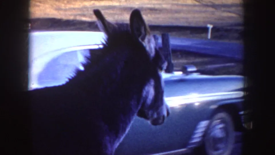 The donkey stands in profile beside a light-colored classic car, while a human hand briefly reaches near the animal in the home-movie frame.