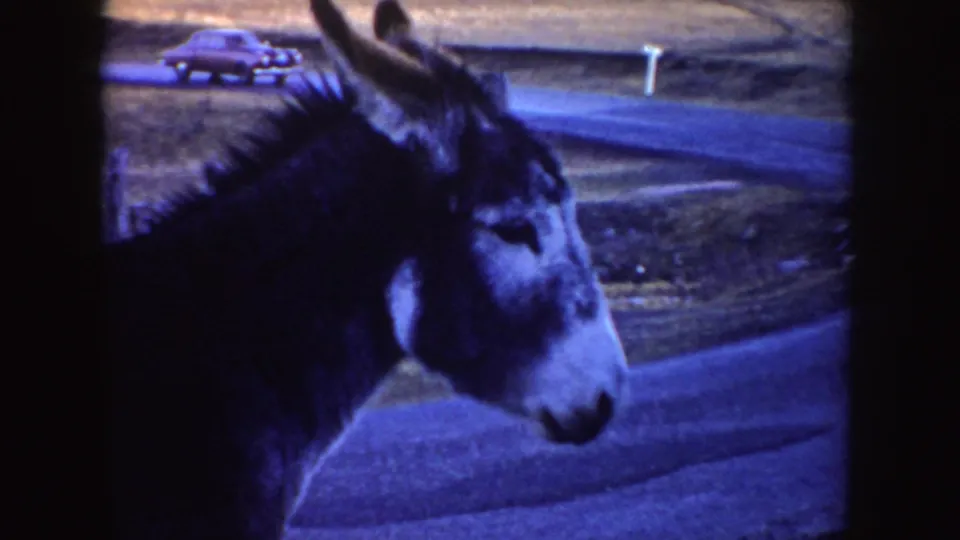 Side profile of the donkey beside a quiet Idaho road, with open roadside ground and a distant older car visible through blue-tinted 8mm grain.
