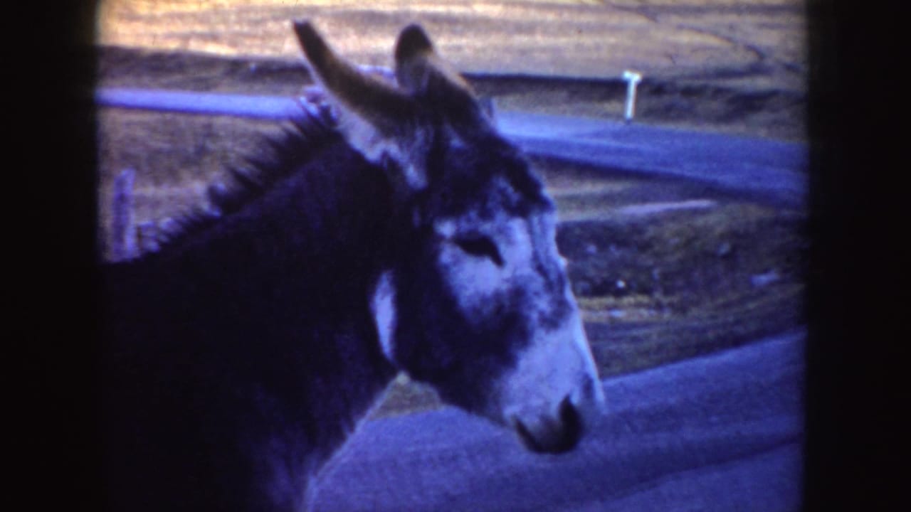 Donkey standing on a rural road beside open fields.