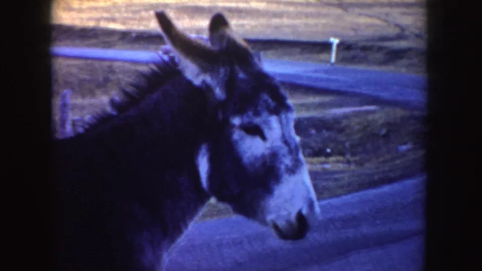 In 1955 Idaho home-movie footage, a donkey stands near a rural road with open fields behind it.