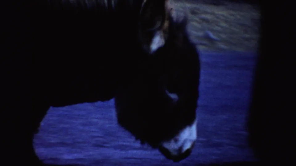 A close, shadowed view of the donkey's head and body appears beside the rural road in the Idaho home movie.