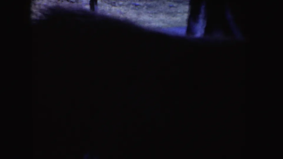 The donkey fills the foreground in a dark handheld frame while part of a person remains visible at the roadside.