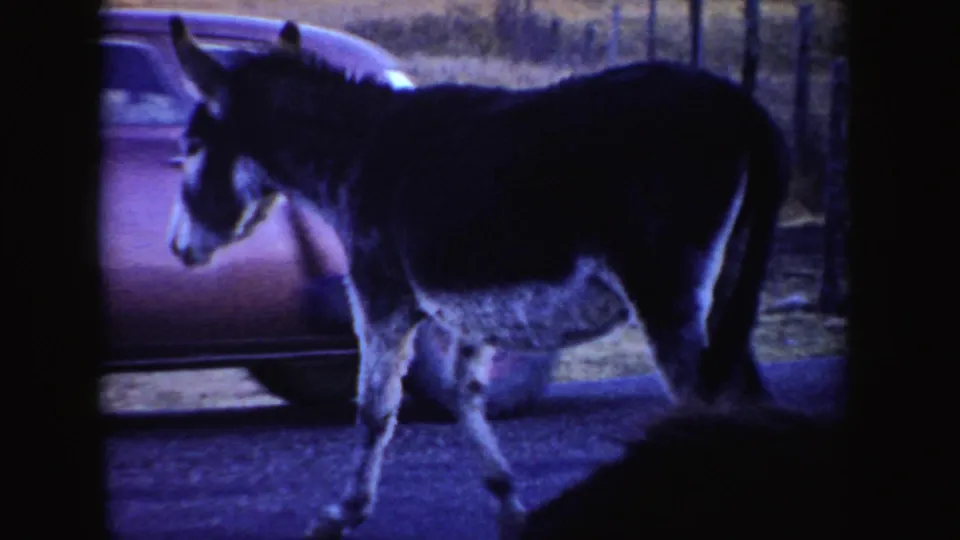 1955 Idaho 8mm frame of a donkey walking beside a car, with a rural fence and field in the background.