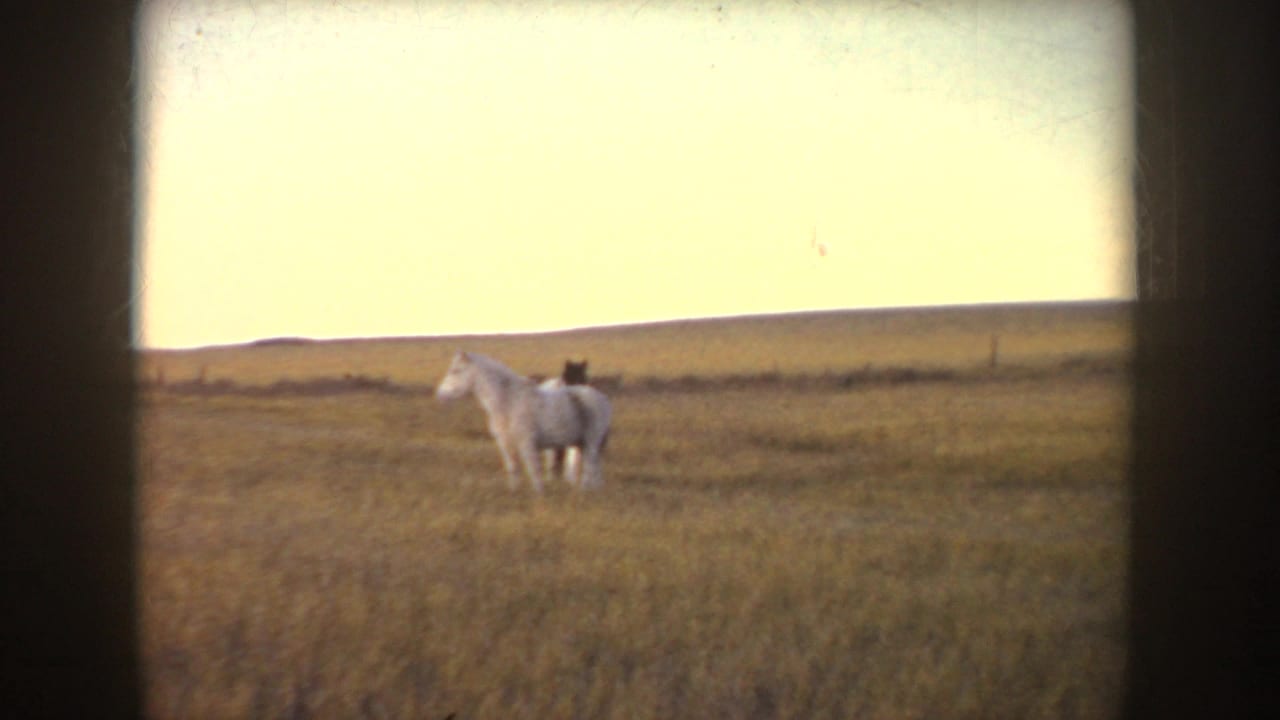 1955 Idaho 8mm frame showing a light horse and a pinto in tall grass near a low horizon at sunset.