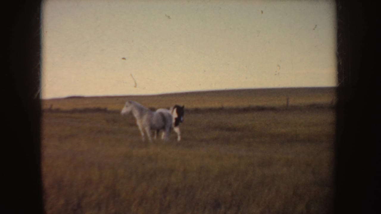 Two horses in a grassy field, one light-colored and one pinto.