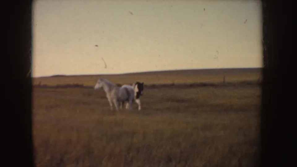 1955 Idaho home-movie frame with two horses paused in a broad grass field against a soft evening sky.