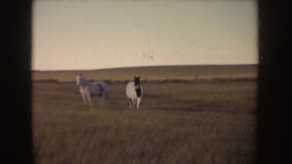 1955 Idaho home-movie frame with a pinto facing forward and a light horse nearby in a wide open field.