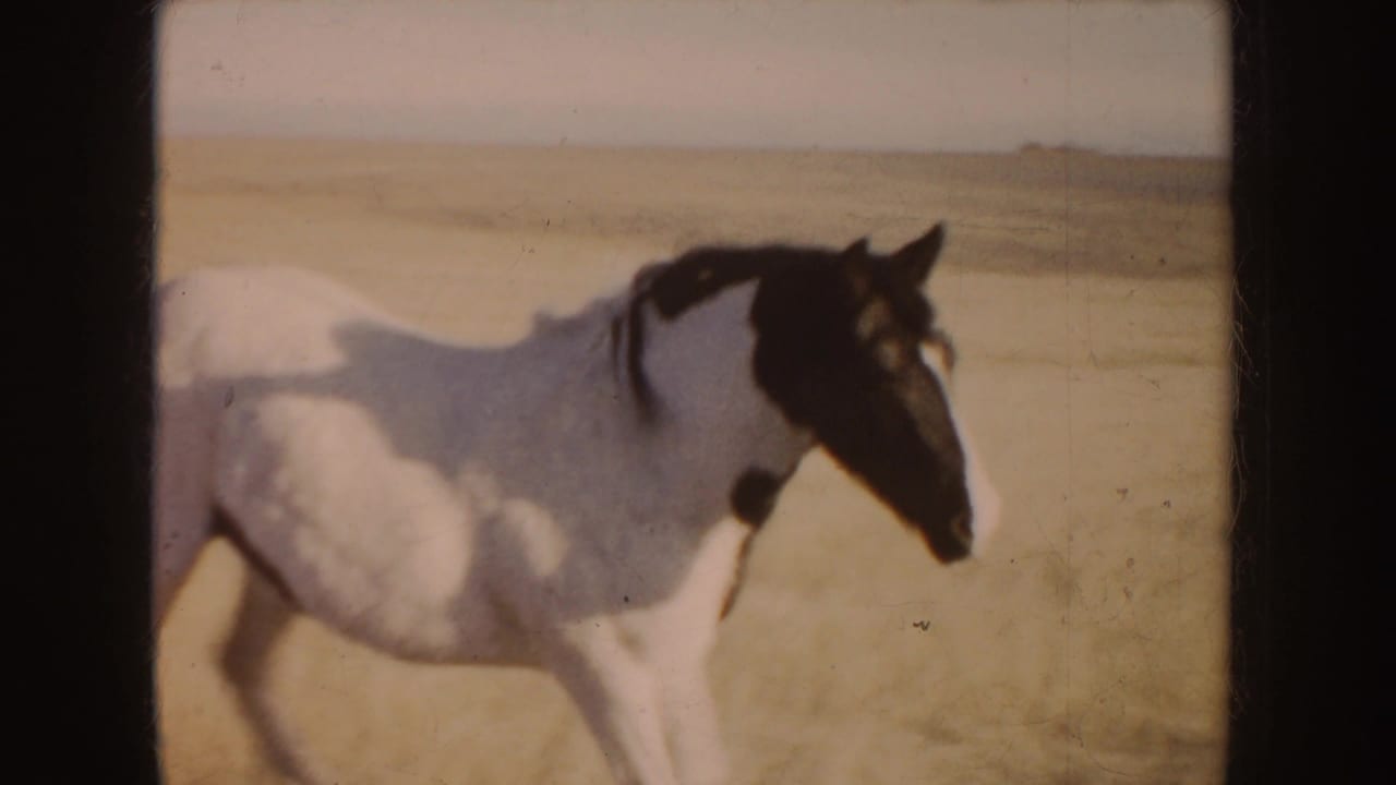 Black-and-white horse galloping across a dry open field.