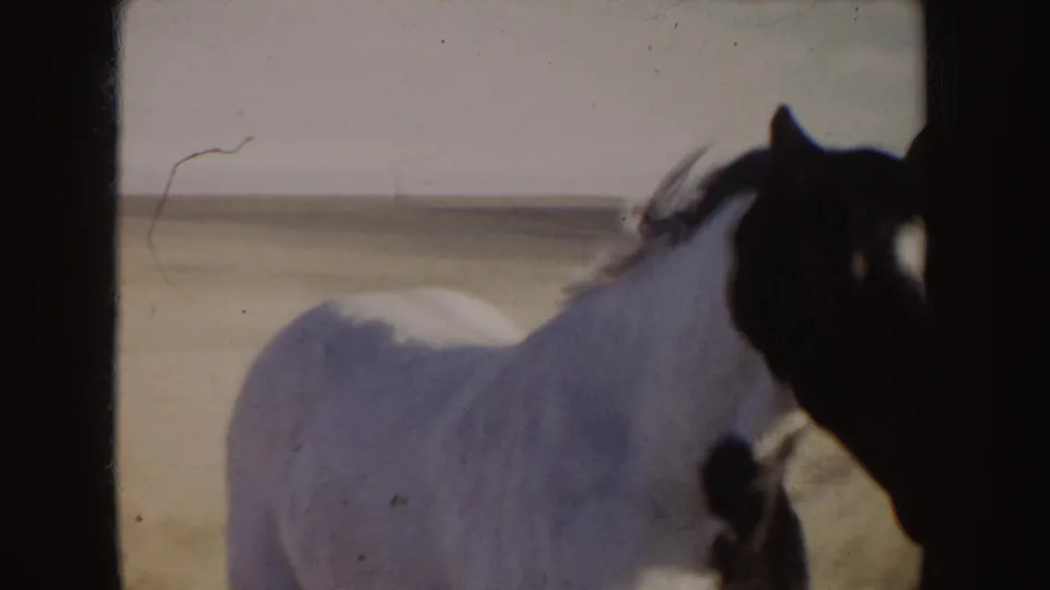 The horse passes close to the camera in the Idaho field, showing its white body, dark head, and windblown mane.