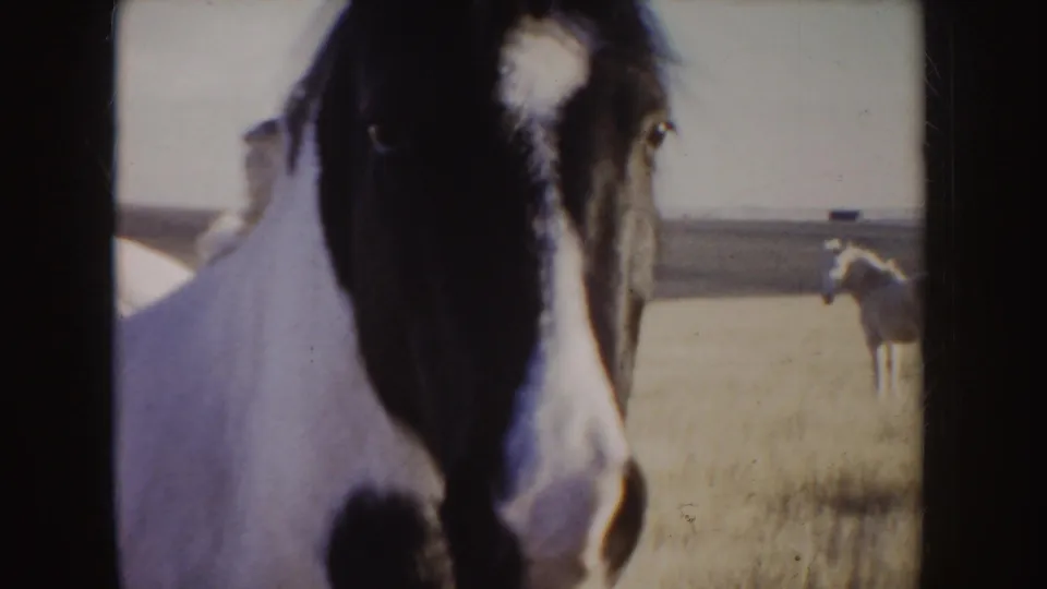 A close frontal view of the black-and-white horse fills the frame, with another horse standing in the open field behind it.