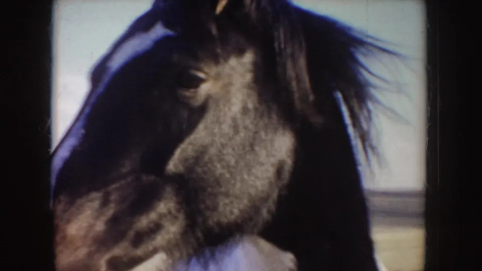 An extreme close-up catches the horse's dark head and flowing mane against the bright Idaho field and sky.