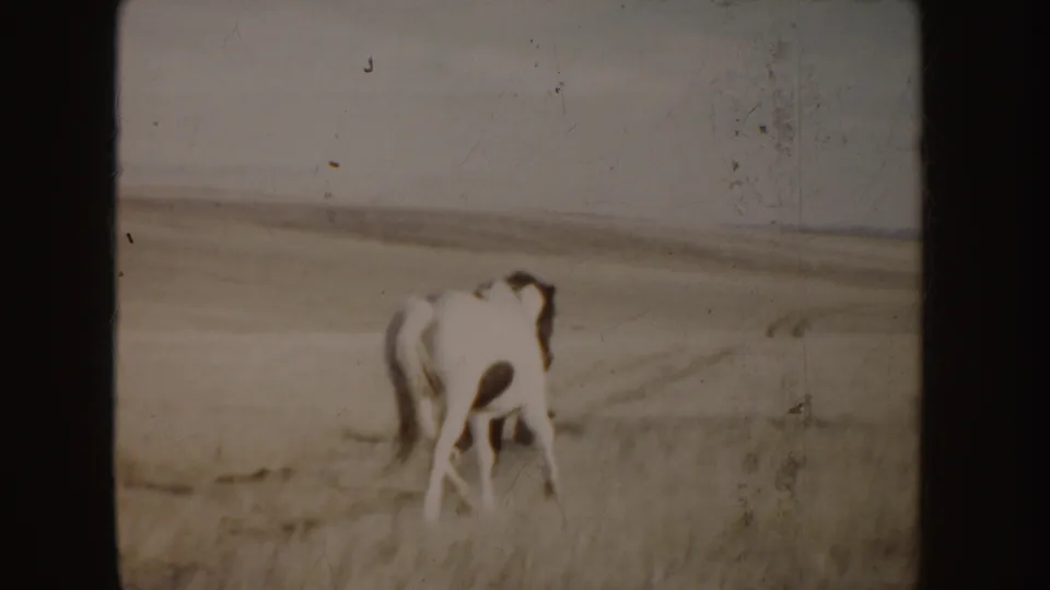 A white horse with dark markings stands with its head lowered in a dry Idaho field, seen in warm faded 1950s 8mm color.