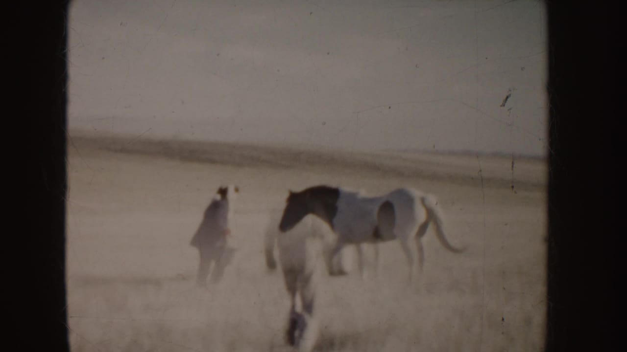 Two horses move through a dry open field, one with a black-and-white coat.
