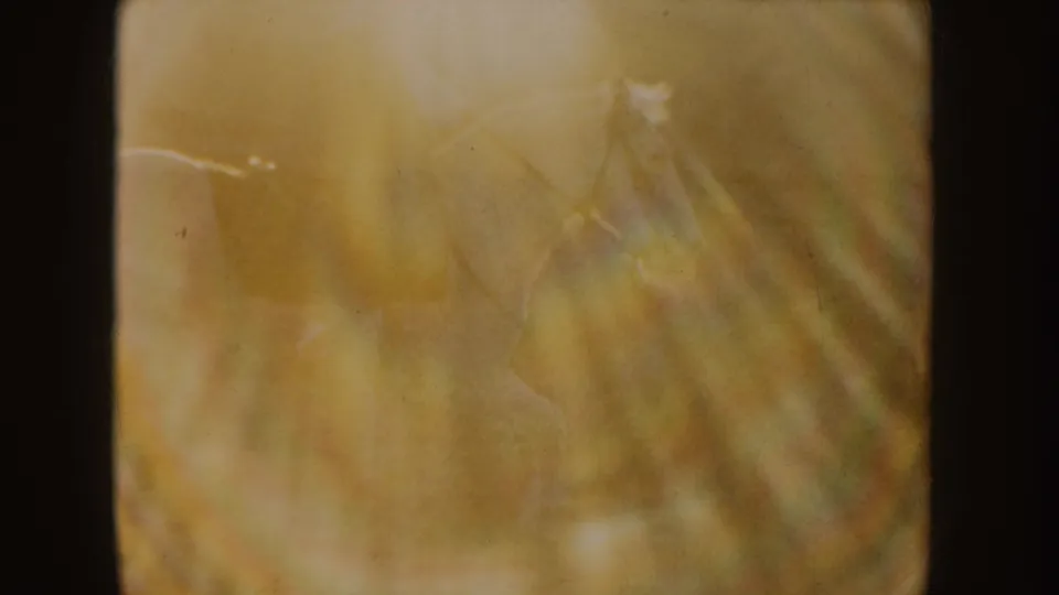 Soft 8mm frame with warm-toned grass or brush, likely from the same Idaho riding sequence.