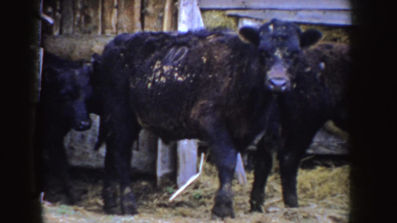 Black calves stand on hay inside a wooden barn, seen through dark doorway edges.