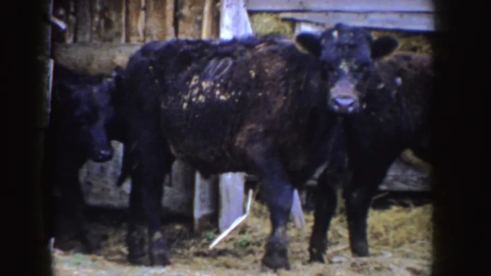 1955 Idaho 8mm frame of black calves standing close together on hay inside a dim wooden barn.